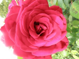 LOVING MEMORY (hybrid tea)